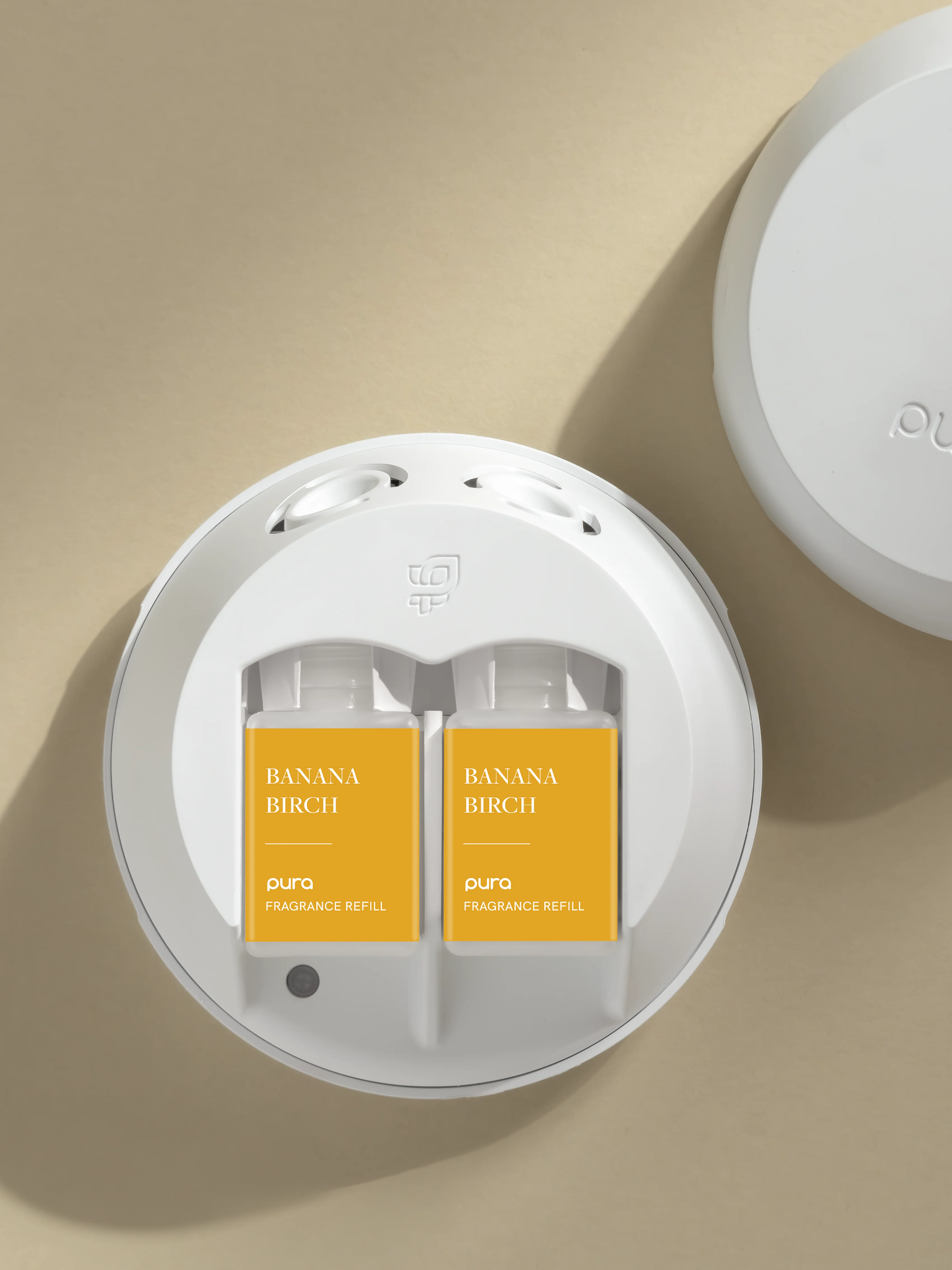 Banana Birch - Image 3